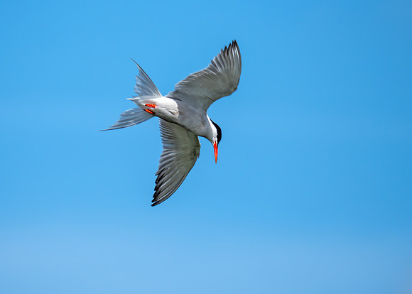 Common Tern - Sterna hirundo, Upton Warren, August 2018