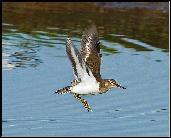 Common Sandpiperl, Upton Warren Flashes, 10 April 2011