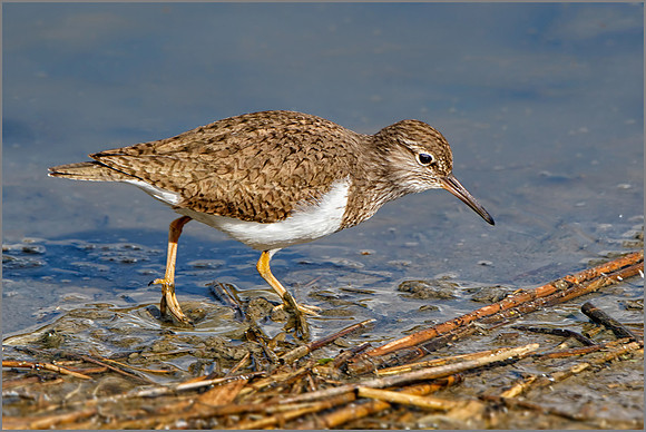 Common Sandpiper (Actitis hypoleucos), Upton Warren NR, April 2016