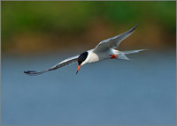 Adult Common Tern (Sterna hirundo), Upton Warren NR, July 2014