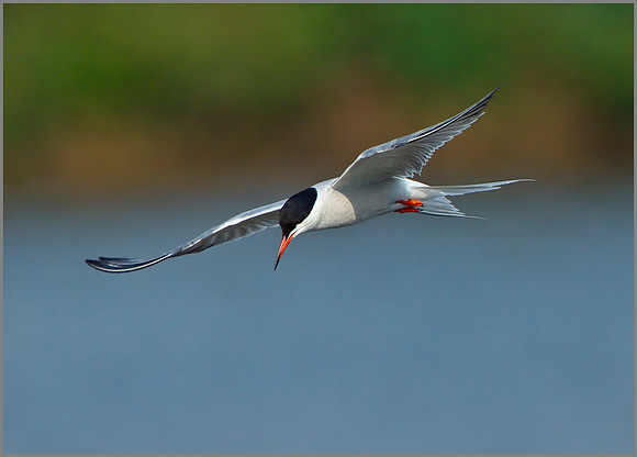 Adult Common Tern (Sterna hirundo), Upton Warren NR, July 2014