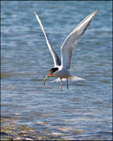 Common Tern, Anglesey, 20 July 2009