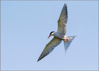 Common Tern (Sterna hirundo), Upton Warren, 15 July 2015