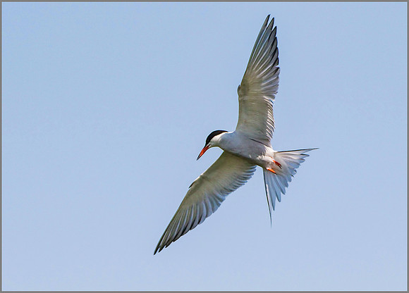 Common Tern (Sterna hirundo), Upton Warren, 15 July 2015