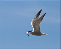 Common Tern, Anglesey, 20 July 2009