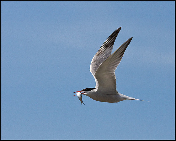 Common Tern, Anglesey, 20 July 2009