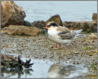 Juvenile Common Tern (Sterna hirundo), Upton Warren, August 2013