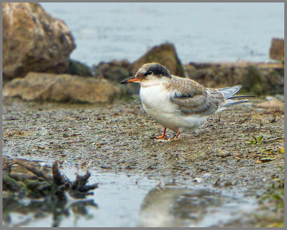 Juvenile Common Tern (Sterna hirundo), Upton Warren, August 2013