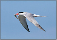 Common Tern, Anglesey, 04  Juy 2011