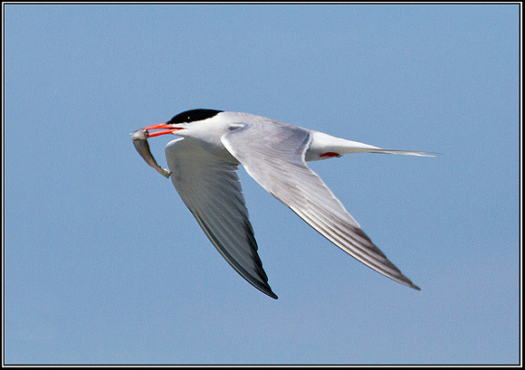 Common Tern, Anglesey, 04  Juy 2011