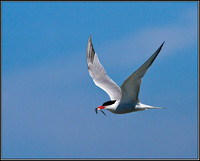 Common Tern, Anglesey, 04 July 2011
