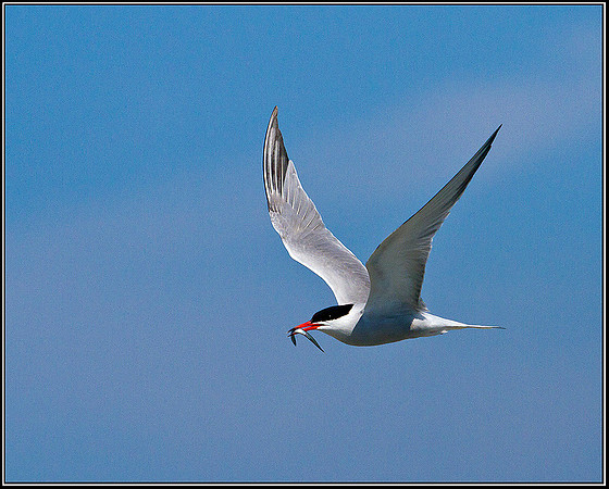 Common Tern, Anglesey, 04 July 2011