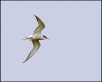 Common Tern, Marsh Lane, June 2010