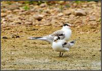 Common Terns, Marsh Lane, July 2010