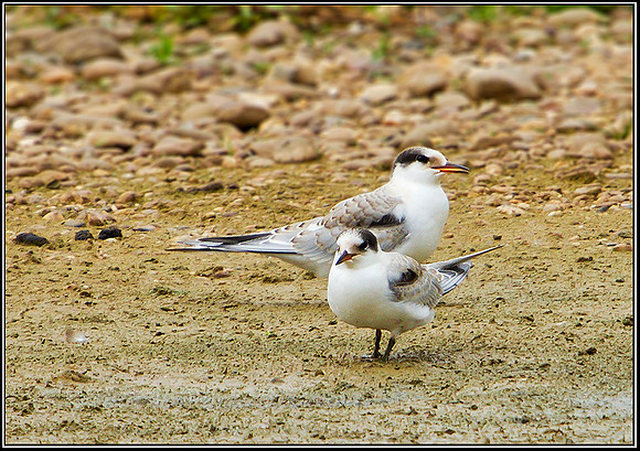Common Terns, Marsh Lane, July 2010