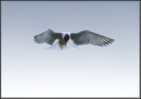 Common Tern, Upton Warren Moors, 28 July 2010