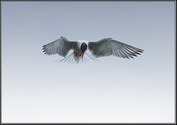Common Tern, Upton Warren Moors, 28 July 2010
