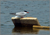 Common Tern (Sterna hirundo), Upton Warren NR, 17 May 2013