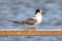 Juvenile Common Tern (Sterna hirundo), Upton Warren NR, 04 August 2015