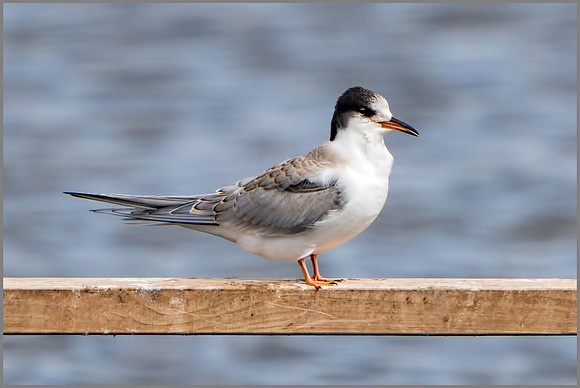 Juvenile Common Tern (Sterna hirundo), Upton Warren NR, 04 August 2015