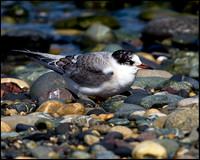 Juvenlie Common Tern, Anglesey, 20 July 2009