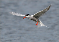 Common Tern (Sterna hirundo), Upton Warren NR, July 2016