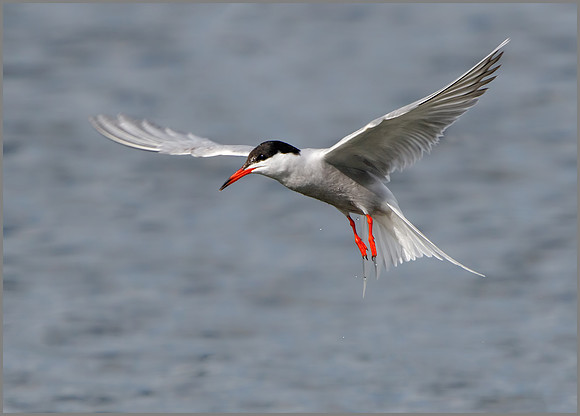 Common Tern (Sterna hirundo), Upton Warren NR, July 2016
