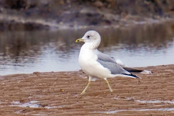 Common Gull - Larus canus, Norfolk, November 2018