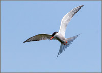 Common Tern (Sterna hirundo), Upton Warren, 15 July 2015
