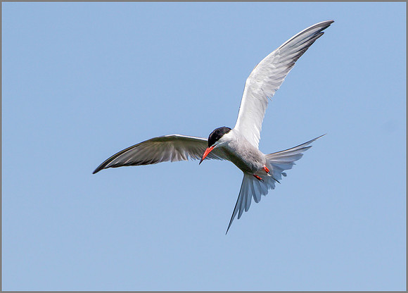 Common Tern (Sterna hirundo), Upton Warren, 15 July 2015