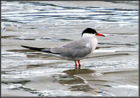 Common Tern, Anglesey 08 July 2011