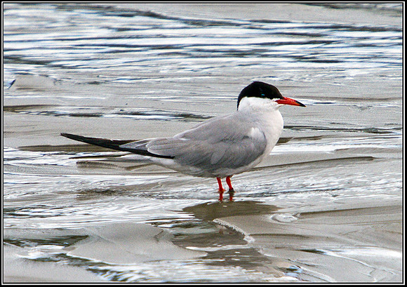 Common Tern, Anglesey 08 July 2011