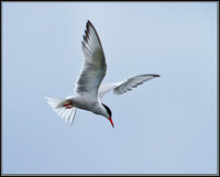 Common Tern, Upton Warren Moors, 28 July 2010