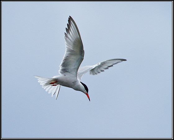 Common Tern, Upton Warren Moors, 28 July 2010