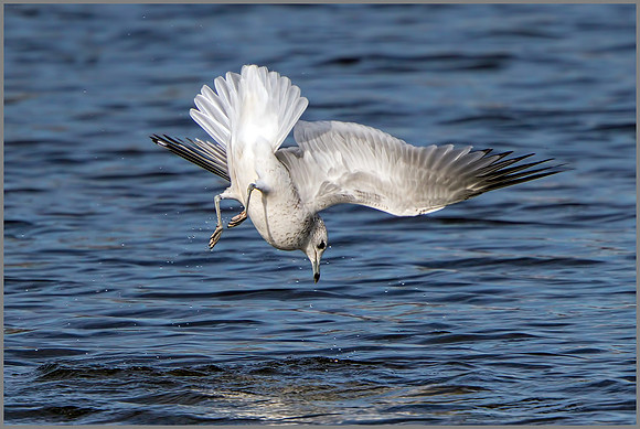 Common Gull (Larus canus), Marsh Lane NR,  October 2015