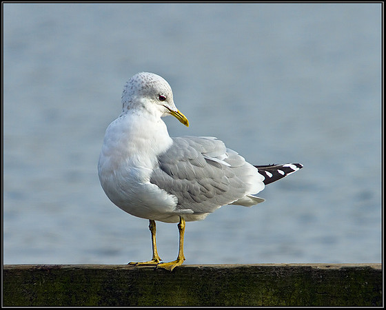 Common Gull (Larus canus), Slimbridge WWT, 28 February 2013