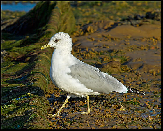 Common Gull, Norfolk, September 2012