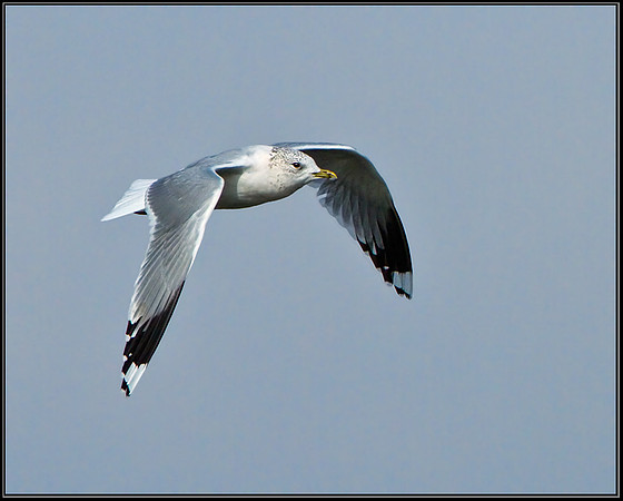 Common Gull (Larus canus), Upton Warren, 25 March 2013
