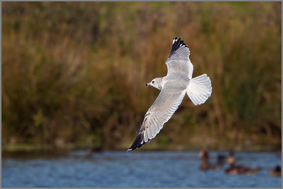 Common Gull (Larus canus), Marsh Lane NR,  October 2015