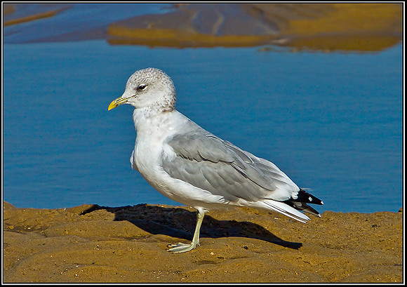 Common Gull, Norfolk, September 2012