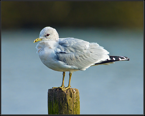 Common Gull (Larus canus), Slimbridge WWT, 28 February 2013