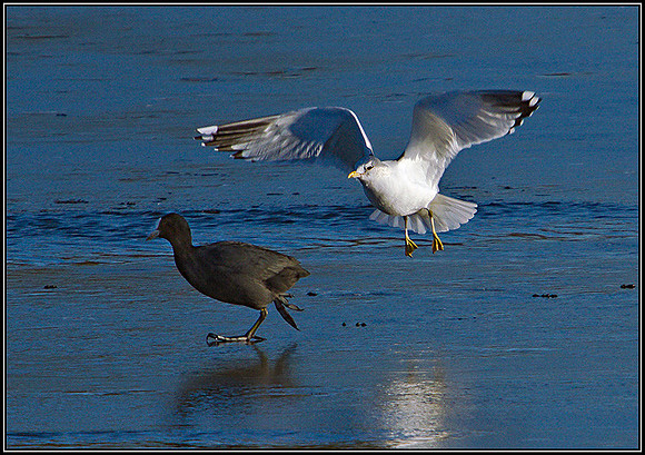 Common Gull, Upton Warren Moors, January 2011