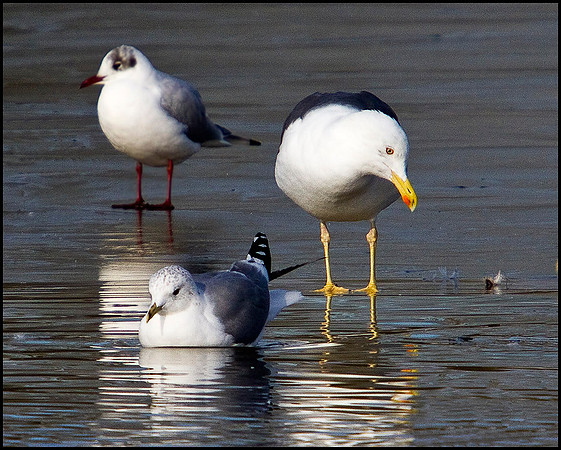 Common Gull, Marsh Lane, 20 February 2010