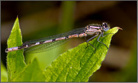 Immature Common Blue Damselfly, Upton Warren Moors, 16 May 2012