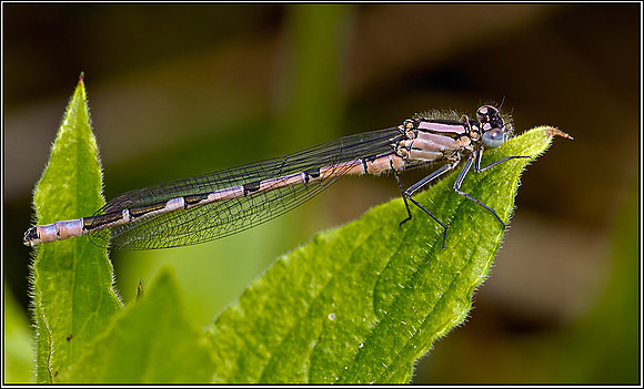 Immature Common Blue Damselfly, Upton Warren Moors, 16 May 2012