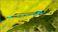 Male Common Blue Damselfly (Enallagma cyathigerum), Upton Warren NR, July 2014