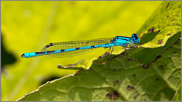 Male Common Blue Damselfly (Enallagma cyathigerum), Upton Warren NR, July 2014