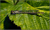 Female Common Blue Damselfly, Upton Warren Moors, 02 September 2011