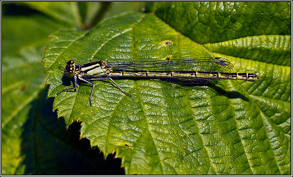 Female Common Blue Damselfly, Upton Warren Moors, 02 September 2011