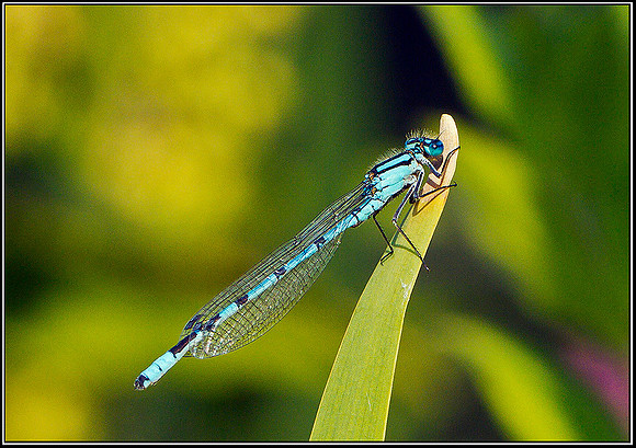 Common Blue Damselfly, Bittell, 27 July 2011